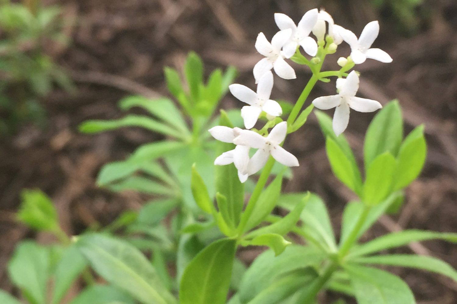 Sweet Woodruff Plant Recipes German Baking Cooking Beverages